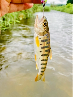 ヤマメの釣果