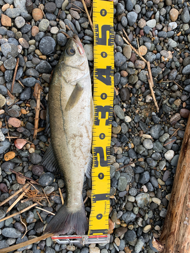 セイゴ（マルスズキ）の釣果