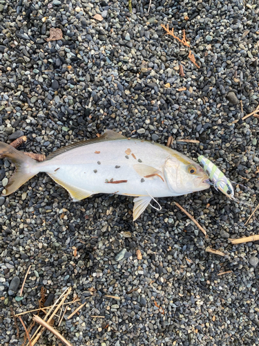 ショゴの釣果