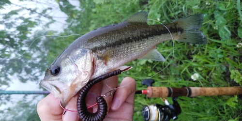 ラージマウスバスの釣果