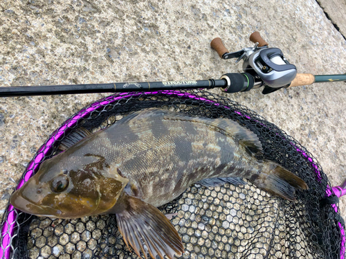 アイナメの釣果