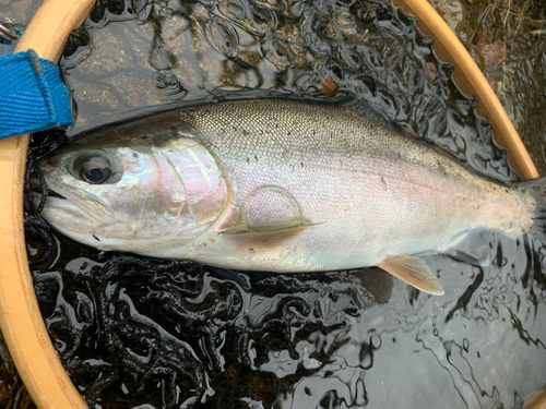 ニジマスの釣果