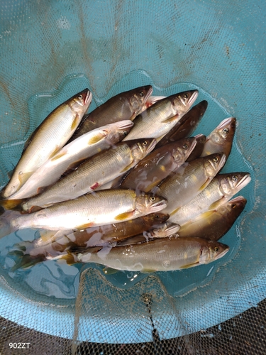 アユの釣果