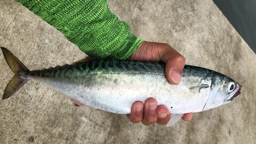 サバの釣果