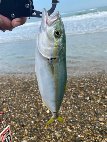 ワカシの釣果