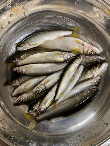 アユの釣果