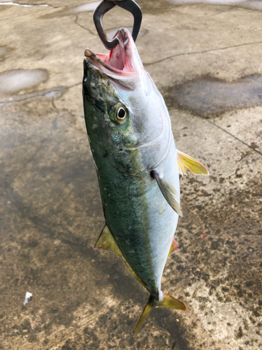 イナダの釣果