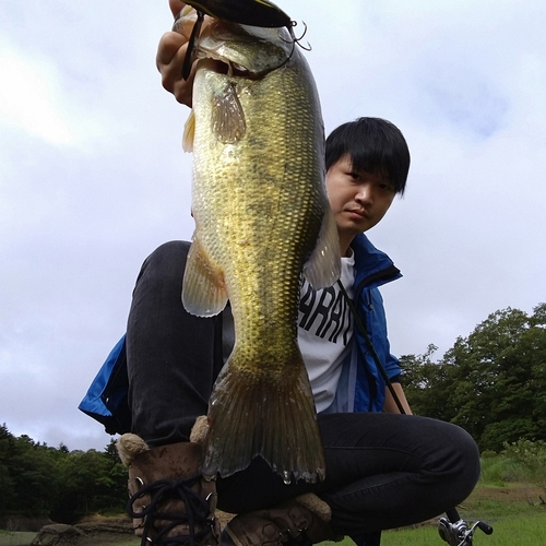 ブラックバスの釣果