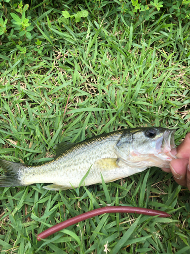 ラージマウスバスの釣果