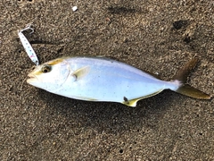 カンパチの釣果