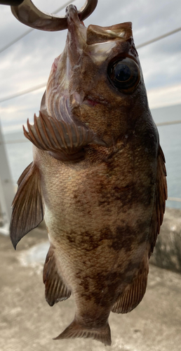 メバルの釣果