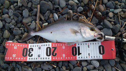 ショゴの釣果