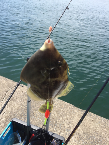 カワハギの釣果