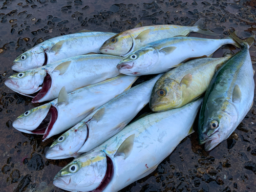 ショゴの釣果