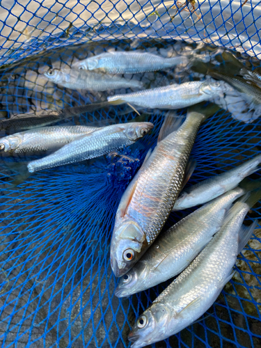 オイカワの釣果