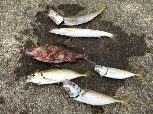 カサゴの釣果