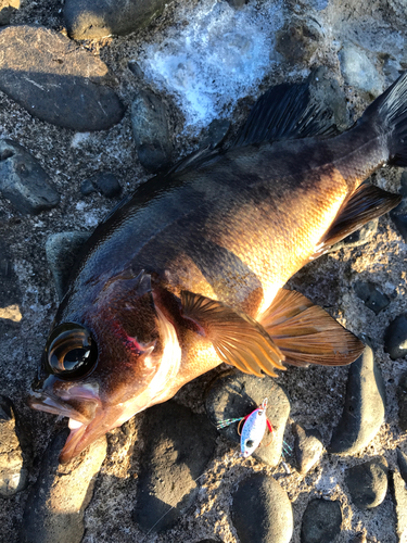 メバルの釣果