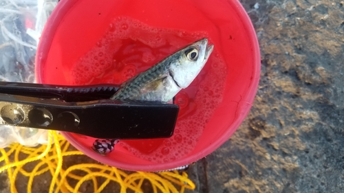 イワシの釣果