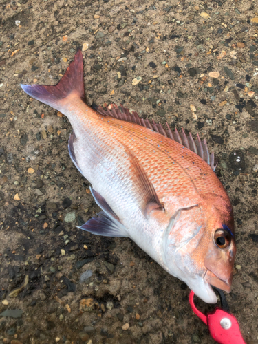 マダイの釣果