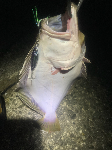 ヒラメの釣果