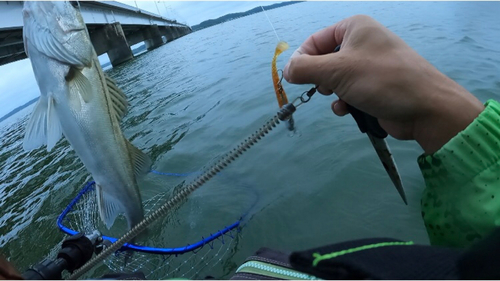 シーバスの釣果