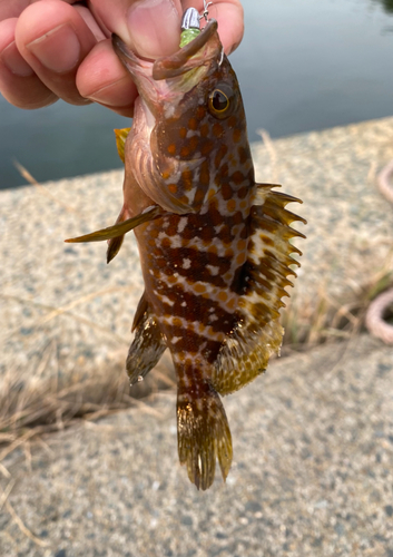 キジハタの釣果