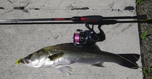 シーバスの釣果