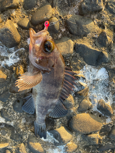 メバルの釣果