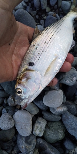 コノシロの釣果