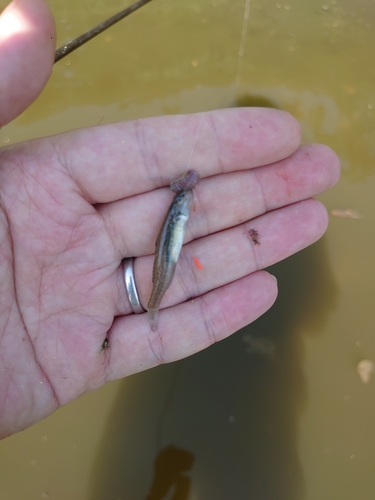 ハゼの釣果