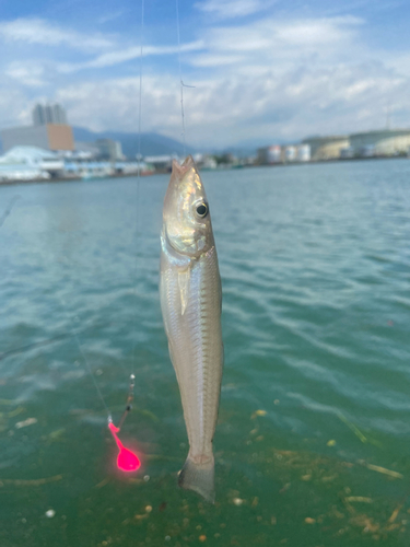 キスの釣果