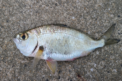 釣果