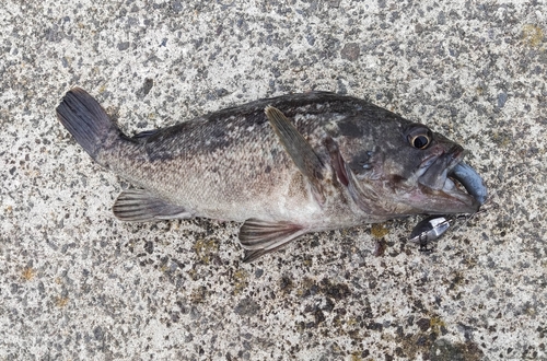 クロソイの釣果