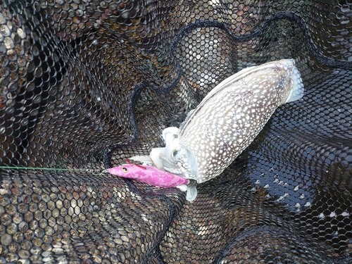 コウイカの釣果