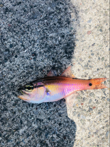 ネンブツダイの釣果