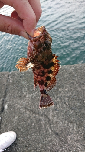 カサゴの釣果