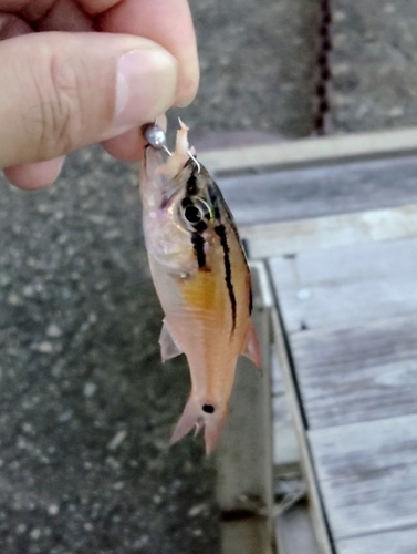 ネンブツダイの釣果