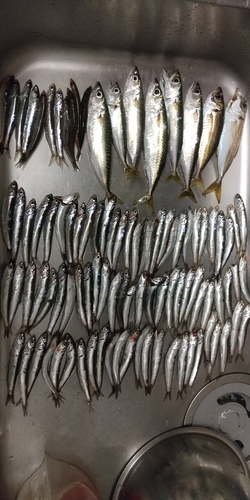 カタクチイワシの釣果