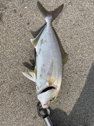 ショゴの釣果