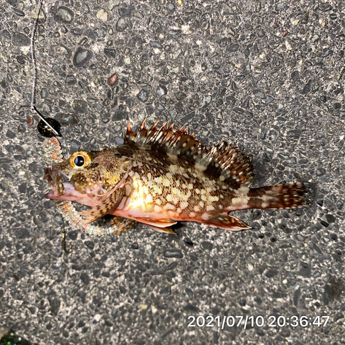 カサゴの釣果