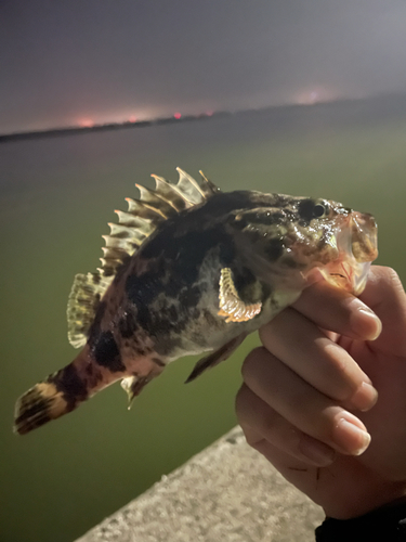 タケノコメバルの釣果