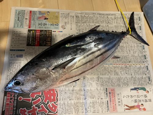 カツオの釣果