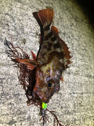 カサゴの釣果