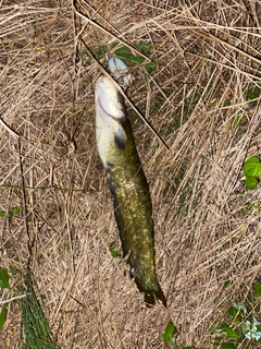 ナマズの釣果