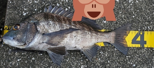 クロダイの釣果