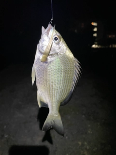 オキナワキチヌの釣果