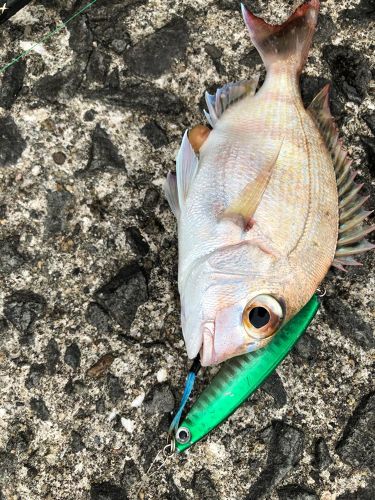 マダイの釣果