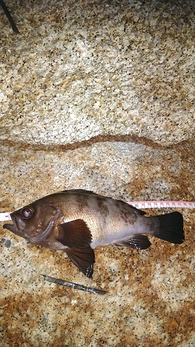 メバルの釣果