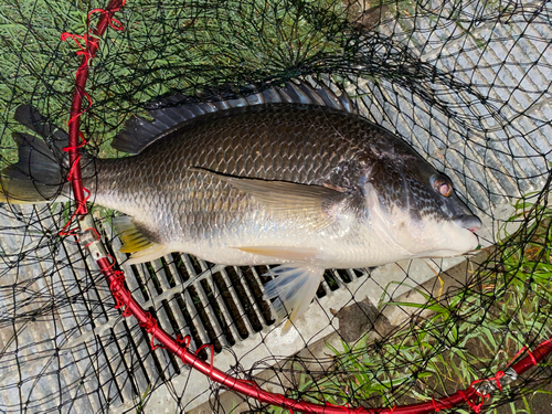 キビレの釣果