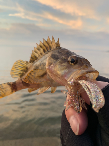 タケノコメバルの釣果